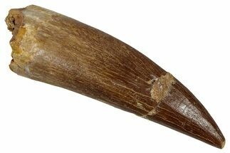 Fossil Plesiosaur (Zarafasaura) Tooth - Morocco #354703