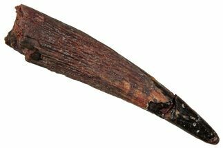 Fossil Pterosaur (Siroccopteryx) Tooth - Morocco #354850