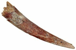 Fossil Pterosaur (Siroccopteryx) Tooth - Morocco #354853