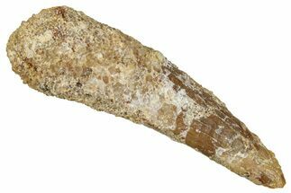 Fossil Pterosaur (Siroccopteryx) Tooth - Morocco #354855