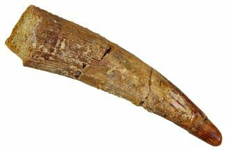 Fossil Pterosaur (Siroccopteryx) Tooth - Morocco #354860