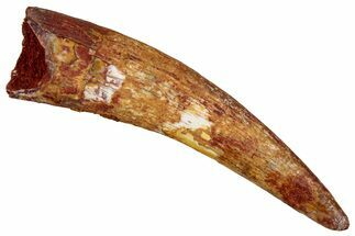 Huge, Fossil Pterosaur (Siroccopteryx) Tooth - Morocco #354875