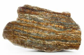 Polished Golden Amphibolite Section - Western Australia #354913