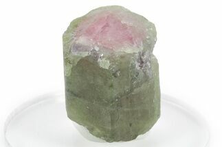 Bicolor Elbaite Watermelon Tourmaline - Afghanistan #354930