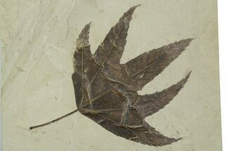 Fossil Sycamore (Macginitiea) Leaf - Utah #354954