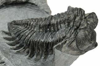Bug-Eyed Coltraneia Trilobite Fossil - Ofaten, Morocco #354445