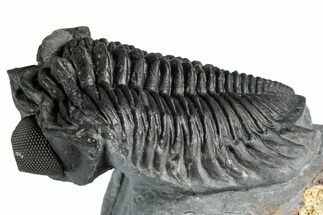 Bug-Eyed Coltraneia Trilobite Fossil - Ofaten, Morocco #354446