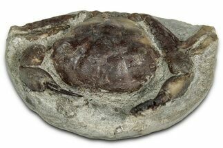 Eocene Fossil Crab (Pulalius) - Washington State #354996