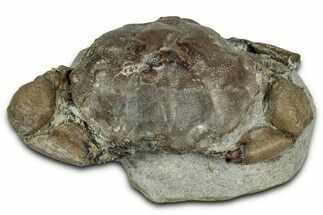 Eocene Fossil Crab (Pulalius) - Washington State #355000