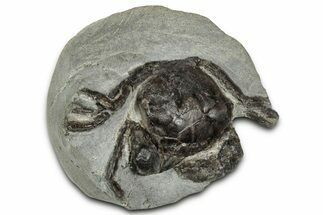 Eocene Fossil Crab (Pulalius) - Washington State #355005