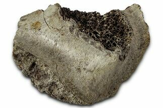 Fossil Ornithischian Dinosaur Bone Section - Montana #355087