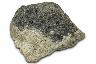 Fossil Ornithischian Dinosaur Bone Section - Montana #355096