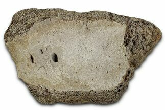 Fossil Ornithischian Dinosaur Partial Vertebra - Montana #355099