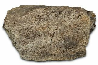 Fossil Ornithischian Dinosaur Bone Section - Montana #355104