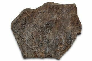 Dinosaur (Triceratops) Frill Shield Section - Montana #355125