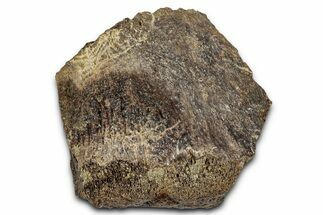 Fossil Ornithischian Dinosaur Bone Section - Montana #355172