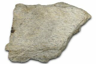 Dinosaur (Triceratops) Frill Shield Section - Montana #355175