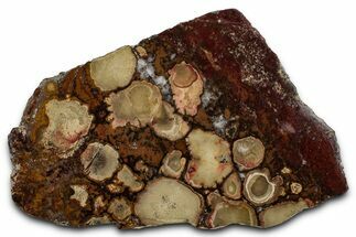 Polished Orbicular King Cobra Jasper Slab - India #355275