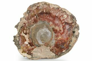 Polished Petrified Wood (Araucaria) Round - Madagascar #355313