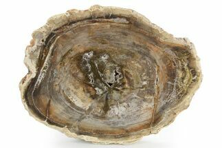 Polished Petrified Wood (Araucaria) Round - Madagascar #355315