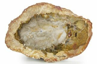 Polished Petrified Wood (Araucaria) Round - Madagascar #355318