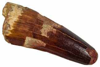 Fossil Spinosaurus Tooth - Feeding Worn Tip #354776
