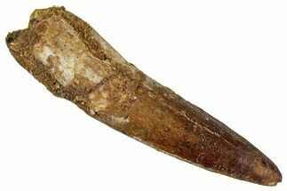 Fossil Spinosaurus Tooth - Real Dinosaur Tooth #354780