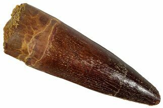 Fossil Spinosaurus Tooth - Real Dinosaur Tooth #354795