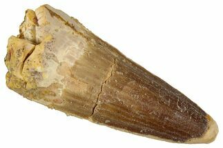Fossil Spinosaurus Tooth - Feeding Worn Tip #354799