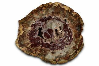 Polished Petrified Wood (Araucaria) Round - Madagascar #355336