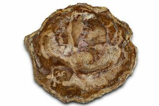 Beautiful Petrified Wood (Araucaria) Slab - Madagascar #355347