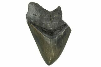 Partial Fossil Megalodon Tooth - Serrated Blade #338809