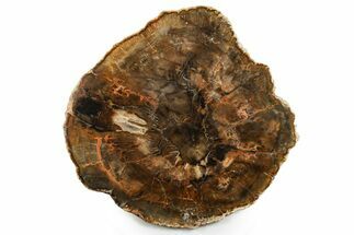 Polished Petrified Wood (Araucaria) Round - Madagascar #355357