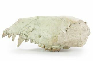 Partial Fossil Early Pig (Perchoerus) Skull - South Dakota #355489