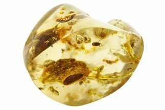 Polished Colombian Copal ( g) - Contains Termites & Beetles! #355381