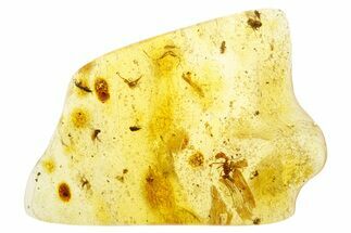 Polished Colombian Copal ( g) - Contains Insects! #355385