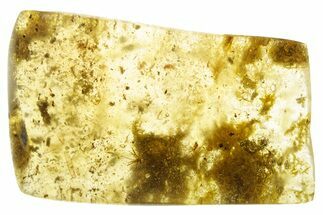 Polished Colombian Copal ( g) - Contains Insects & Flora! #355403