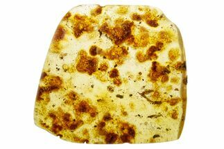 Polished Colombian Copal ( g) - Contains Flies! #355406