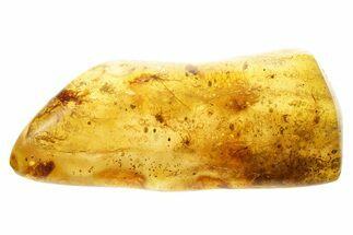 Polished Colombian Copal ( g) - Contains Spider! #355408