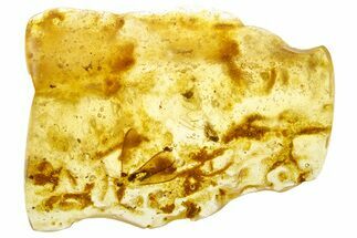 Polished Colombian Copal ( g) - Contains Tiny Spider! #355411