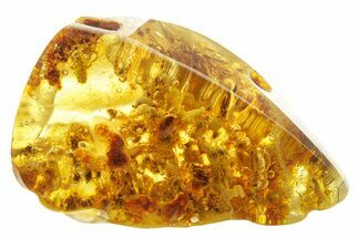 Polished Colombian Copal ( g) - Contains Termites! #355424