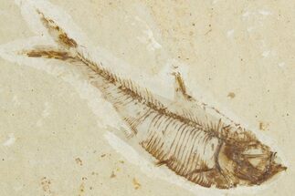 Juvenile Fossil Fish (Diplomystus) - Wyoming #355596