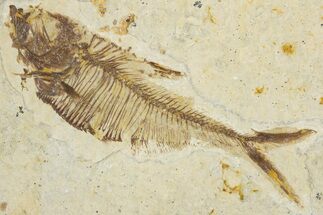 Detailed Fossil Fish (Diplomystus) - Wyoming #355600