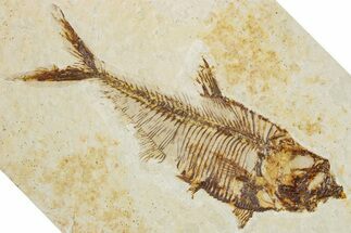 Detailed Fossil Fish (Diplomystus) - Wyoming #355605