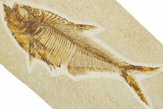 Detailed Fossil Fish (Diplomystus) - Wyoming #355608