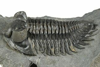 Bug-Eyed Coltraneia Trilobite Fossil - Ofaten, Morocco #355763