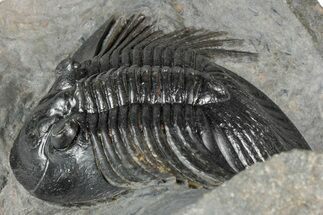 Rare Platyscutellum Massai Trilobite - Morocco #355772