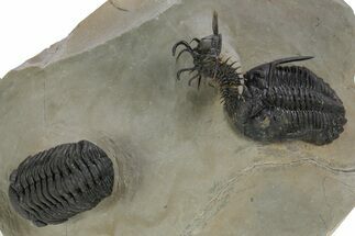 Spiny Walliserops Hammi Trilobite With Hollardops & Morocops #355819