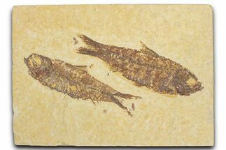 Limestone with Two Fossil Fish (Knightia) - Wyoming #355615