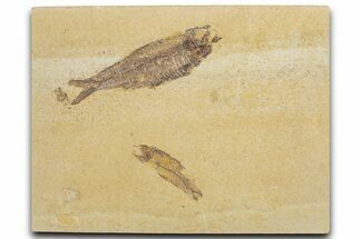 Limestone with Two Fossil Fish (Knightia) - Wyoming #355621